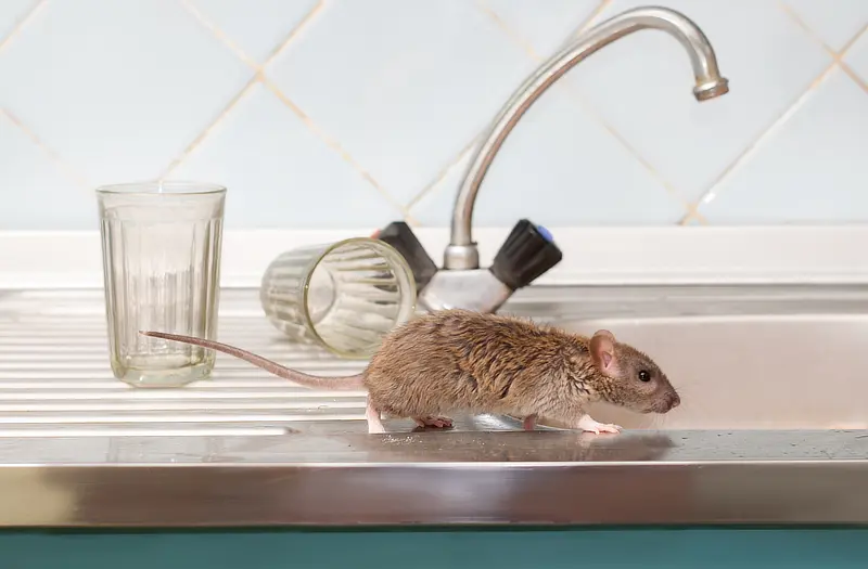 Mouse on top of a sink of a property using an IoT pest control solution